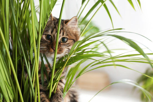 Happy Plant Cat Deterrent: A Christmas Tree Miracle